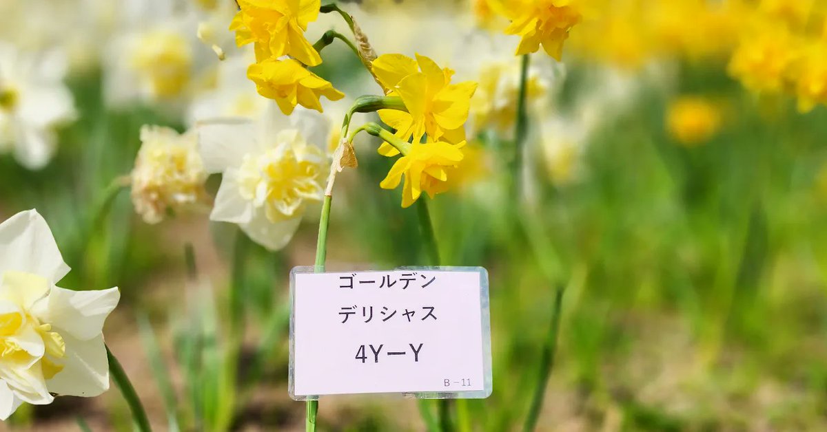 NONNPIKO_PP's tweet photo. お散歩お出掛けデート🫶
今日もポカポカ初めて見るお花に興味津々でくんくん!見るからに美味しそぉーな名前でした。
#ねこ #猫 #ねこのいる暮らし
#cat #cats #スイセン #デリシャス #Narcissus #tazetta https://t.co/piHp205dXy