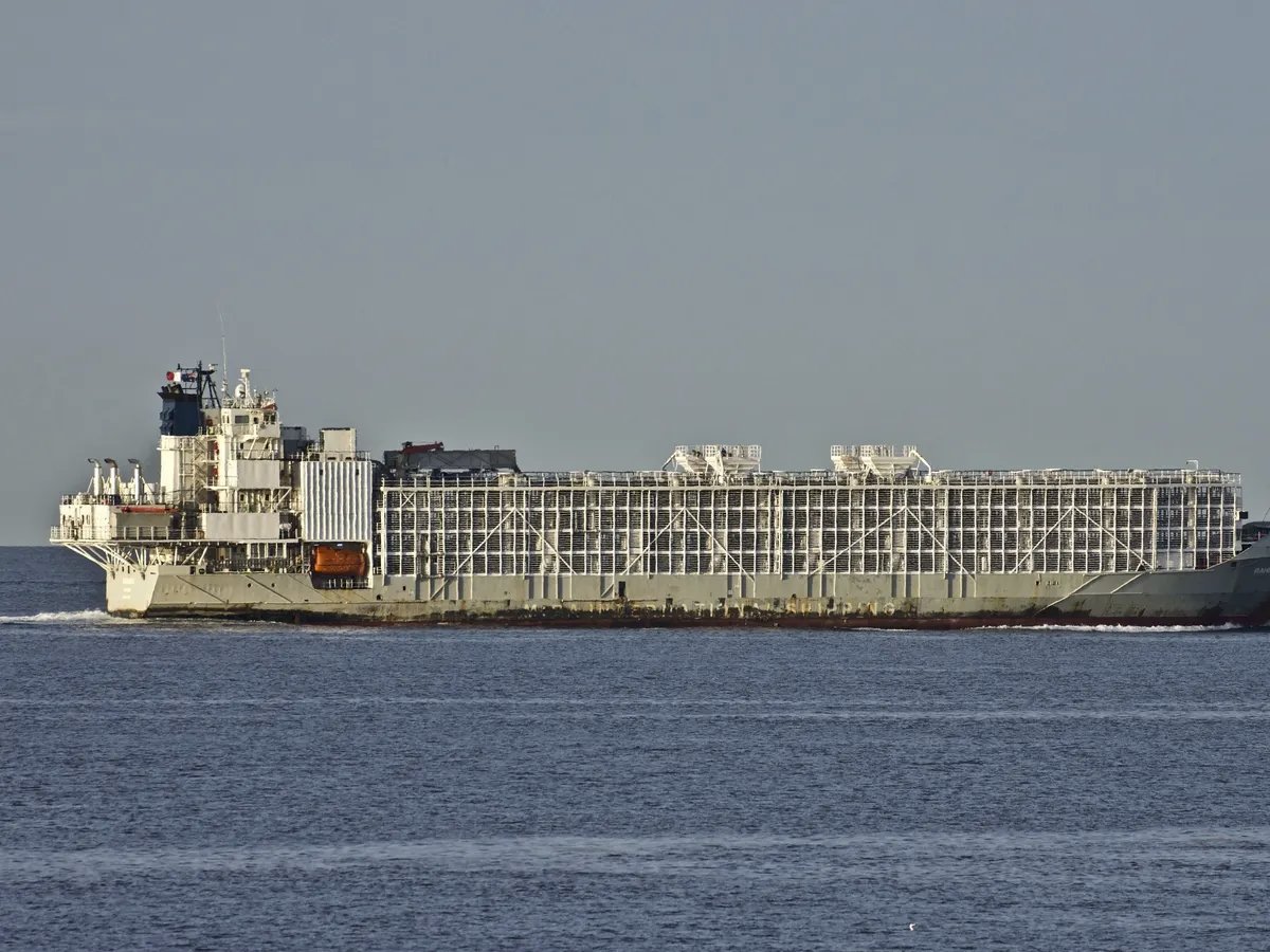 RobRobbEdwards's tweet photo. New Zealand's last exports of livestock by sea have been completed and  live exports have ceased, its agriculture minister said on Friday, as it  fully implemented a ban on export shipments of animals on the grounds  of their welfare.

https://t.co/96flwRc6bP https://t.co/TLt7kkH6jX