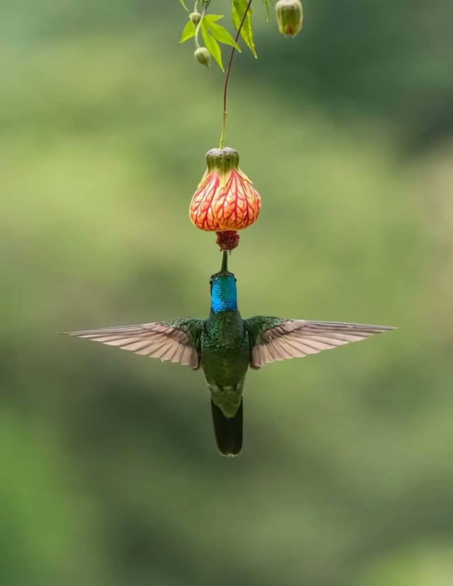 Excelente fotografía 💚