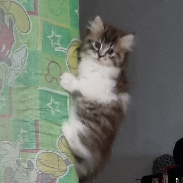 <a href="/kochengfs/">KochengFess v2</a> Ini juga siapa tau ada yg mau adopt monyet suka manjat sendiri