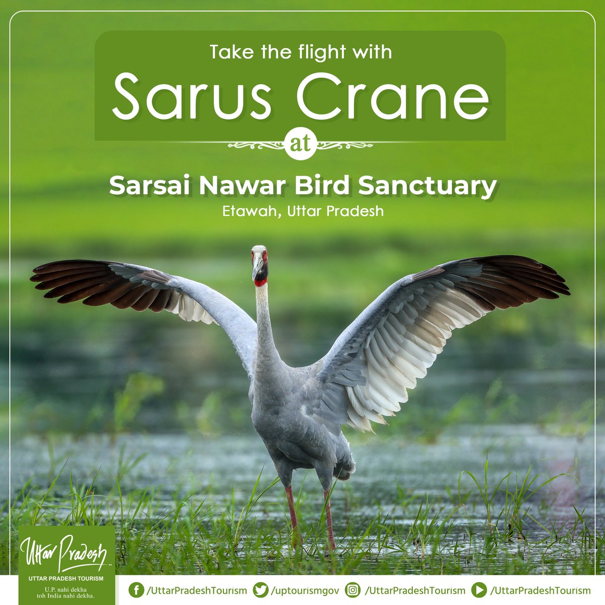 UP Tourism (@uptourismgov) on Twitter photo Plunge into the beauty of the sky right on the ground at Sarsai Nawar Bird Sanctuary. Witness eye-striking and colourful birds while you catch their beauty with your lenses!
Picture Credits: <a href="/skumarias02/">Sanjay Kumar IAS</a>
#UPTourism #EcoTourism #RethinkTourism #UPNahiDekhaTohIndiaNahiDekha Plunge into the beauty of the sky right on the ground at Sarsai Nawar Bird Sanctuary. Witness eye-striking and colourful birds while you catch their beauty with your lenses!
Picture Credits: <a href="/skumarias02/">Sanjay Kumar IAS</a>
#UPTourism #EcoTourism #RethinkTourism #UPNahiDekhaTohIndiaNahiDekha