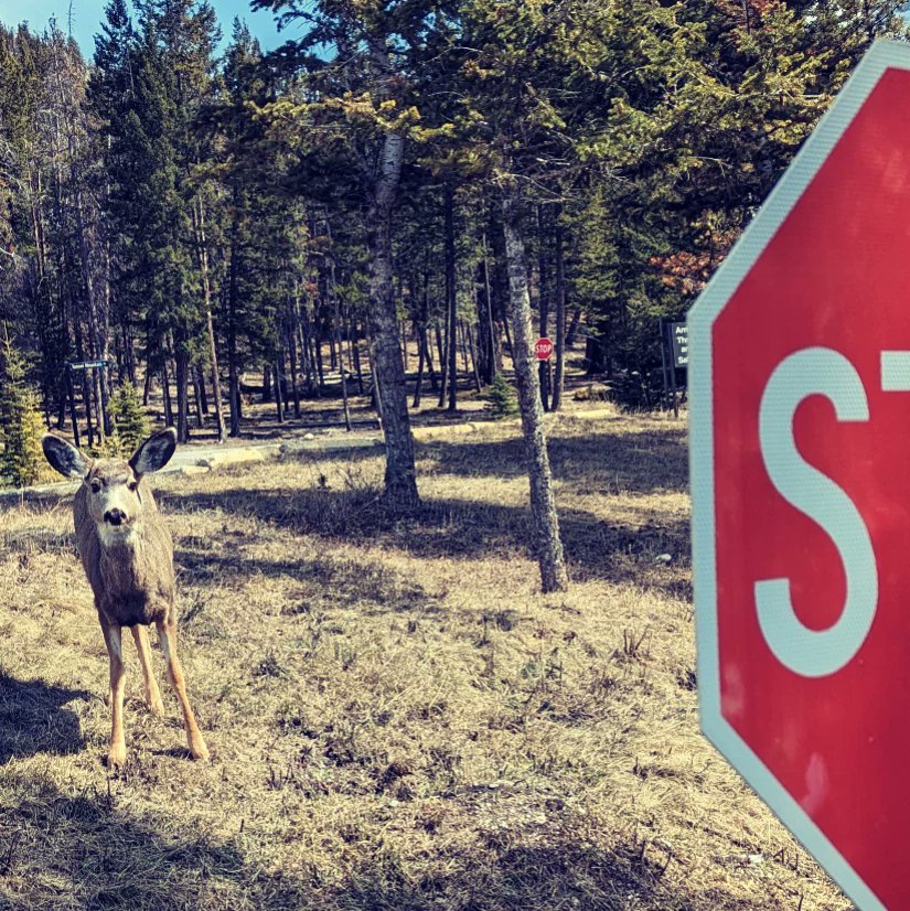 gearsgeary's tweet photo. Was worrried about rogue elk 🫎 but ran into #Bambi at @banffcentre #PlaywrightsLab23 today. Their play: Bambi's Revenge - Get An Antler Up Ya! rocks hard. Highlight of the day was reading for Elaine Avila's great new play featuring the #hummingbird &amp; more great conversations. https://t.co/hk8XvsEc0x