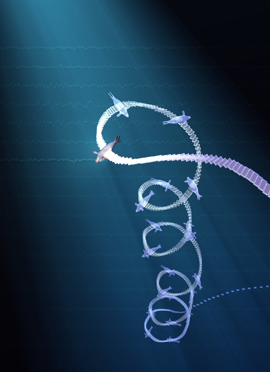 8달 동안 대양에서 잠수를 이어가며 사냥하는 코끼리물범은 어떻게 잘까. 뇌파를 측정한 결과는 놀랍다. 낙엽이 가라앉는 것처럼 빙빙 돌면서 수백m 바닷속으로 잠기면서 잔다. 포식자를 피하기 위해서다. 
hani.co.kr/arti/animalpeo…