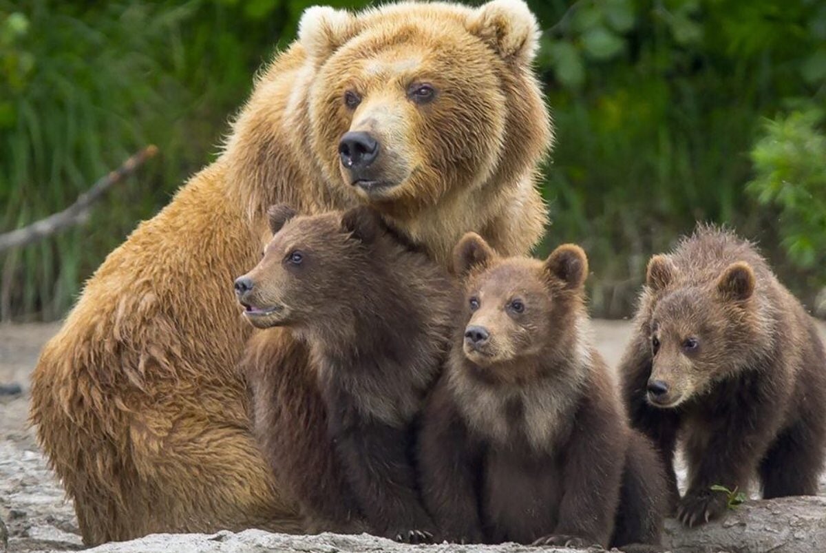 danilofalzitti's tweet photo. #JJ4NonSiTocca noi esseri umani dobbiamo imparare a convivere con gli animali, se andiamo nelle foreste, montagne, savane, mari, sappiamo che potremmo incontrare: #lupi, #orsi, #leoni, #squali, #orche. #BoicottaIlTrentino https://t.co/Y0r5KOY9cJ