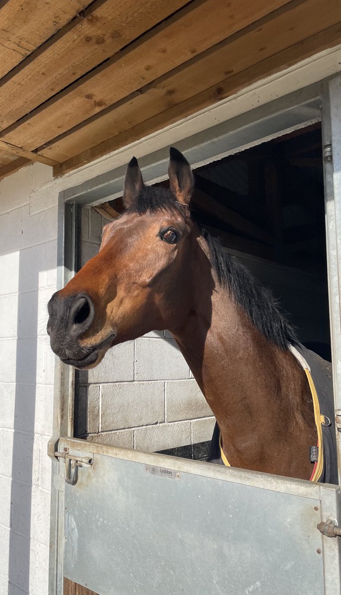 FluffyPickle's tweet photo. Today’s lunchtime will be spent watching another one of my favourite boys Imperial Merlin run at Ayr. Just jump round and come home safe to Malton boy #heisadude 🥰 https://t.co/rGHHULuyBG