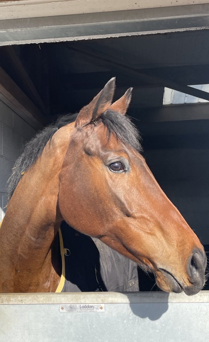 FluffyPickle's tweet photo. Today’s lunchtime will be spent watching another one of my favourite boys Imperial Merlin run at Ayr. Just jump round and come home safe to Malton boy #heisadude 🥰 https://t.co/rGHHULuyBG