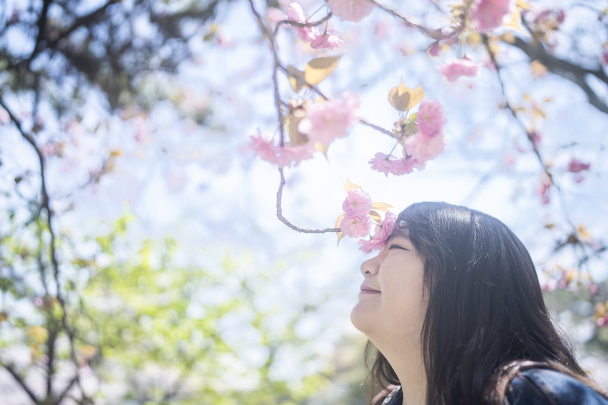 pochapocha0803's tweet photo. 桜の季節ももう終��り。
また来年。

 #ポートレート 
 #ポートレートモデル 
 #相互無償ポートレート 
#桜ポートレート https://t.co/GYaggKmtMo