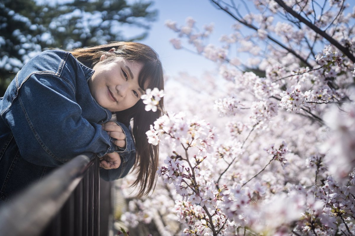 pochapocha0803's tweet photo. 桜の季節ももう終��り。
また来年。

 #ポートレート 
 #ポートレートモデル 
 #相互無償ポートレート 
#桜ポートレート https://t.co/GYaggKmtMo