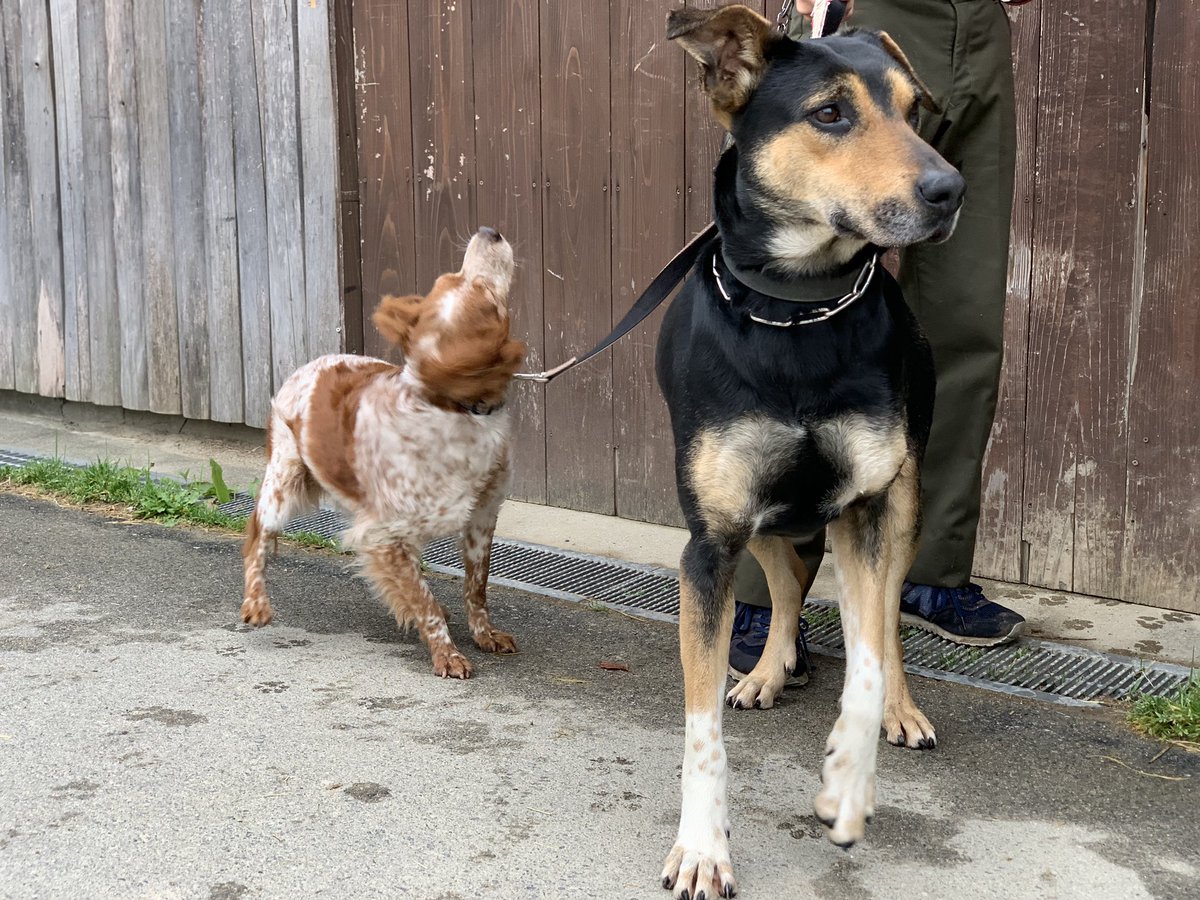 2023.4.19

カンちゃんとナスキー🐶

 #神戸どうぶつ王国
 #ブリタニースパニエル 
 #カンナ♀
 #brittanyspaniel
 #ニュージーランドハンタウェイ
 #ナスキー♀
 #newzealandhuntaway