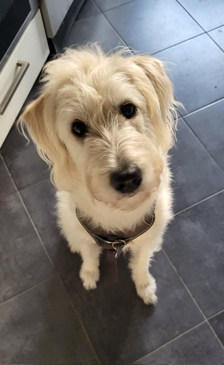 SiriwhoSiriwho1's tweet photo. Übe schon für heute Nachmittag🐾
Meint ihr, ich kriege was beim Grillen mit diesem Blick?😁🤔🐾
Guten Morgen #Twitterrudel 🥰🐾 https://t.co/XVr0srTszy