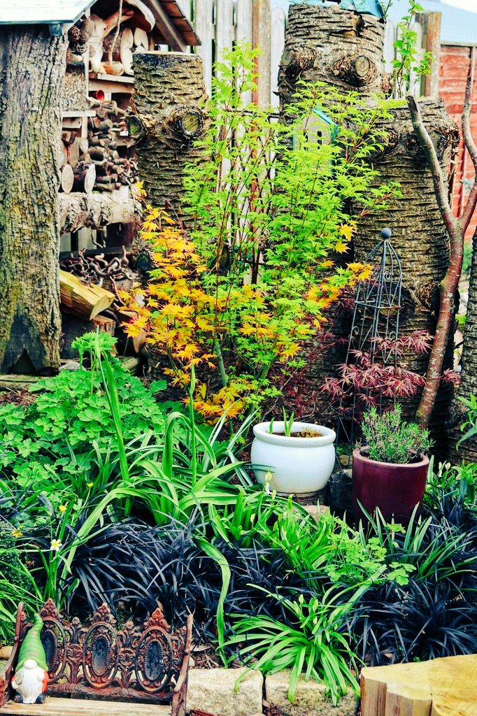craftypebblers's tweet photo. My acer, a gift from my mum 3 years ago, had a rough start! Our chocolate labrador never liked where I planted it &amp; she dug it up more than 7 times but she seems to be content now where it is located &amp; has finally left it alone!
#GardeningTwitter #dogs #plants #acer #mygarden https://t.co/kalkxyZiRq