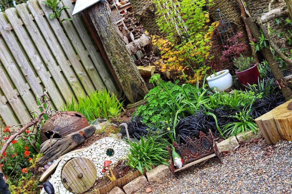 craftypebblers's tweet photo. My acer, a gift from my mum 3 years ago, had a rough start! Our chocolate labrador never liked where I planted it &amp; she dug it up more than 7 times but she seems to be content now where it is located &amp; has finally left it alone!
#GardeningTwitter #dogs #plants #acer #mygarden https://t.co/kalkxyZiRq