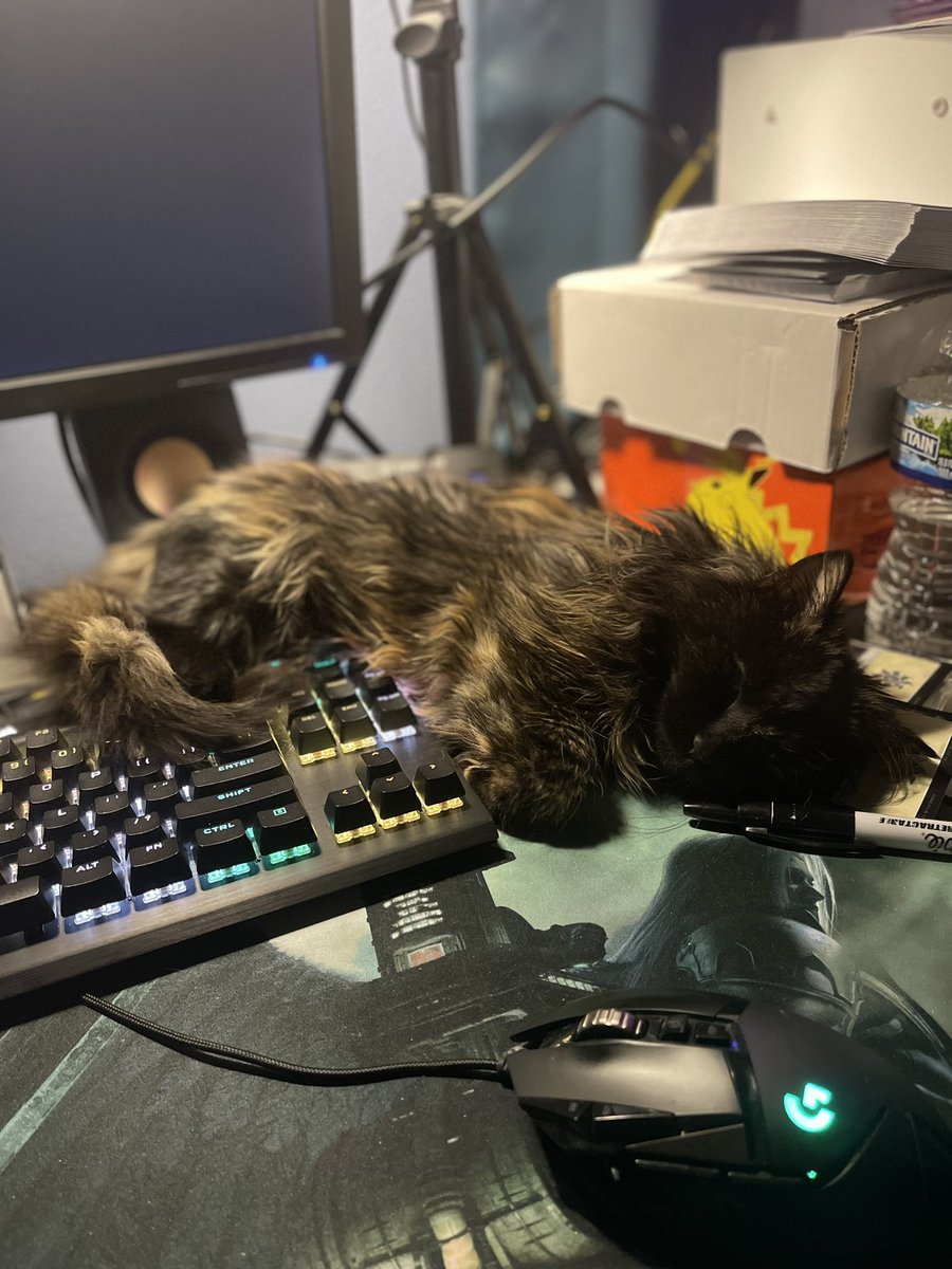 VampireAlicex's tweet photo. only because she is adorable! #catmom #catpoblems https://t.co/29YNnymcb2