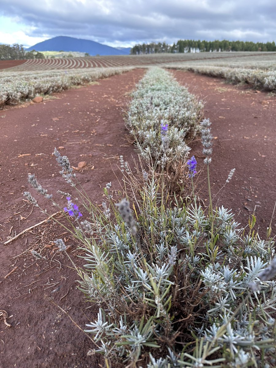 What we look like today. 
Just some lonely flowers holding on. #lavender #lavenderfarm #discovertasmania