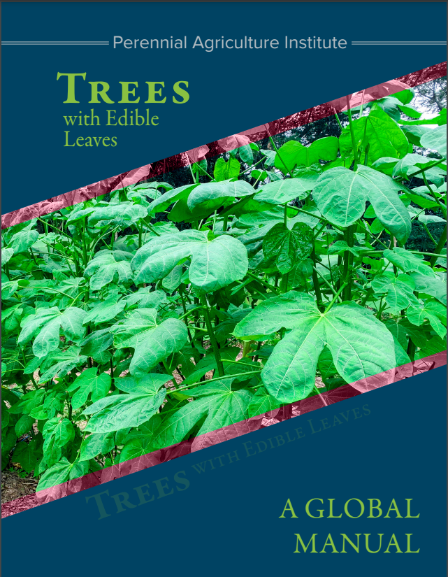 CIFOR_ICRAF's tweet image. 📚#Publication

Trees with Edible Leaves: provides an overview of a remarkable group of crops, with details on nutrition and cultivation techniques. 
Over 100 species are described in detail, for both cold &amp;amp; tropical climates.

Download: bit.ly/3ILQMV5

#Trees4Resilience