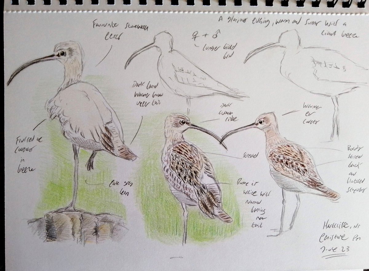 Here's this year's contribution to #WorldCurlewDay Recent field studies of these iconic birds at Hartcliffe, nr Penistone. At least 4 pairs in the area. They seem to be doing ok here. @CurlewAction @Barnsleybsg @Hudds_BWC @waderquest Cheers 🍻