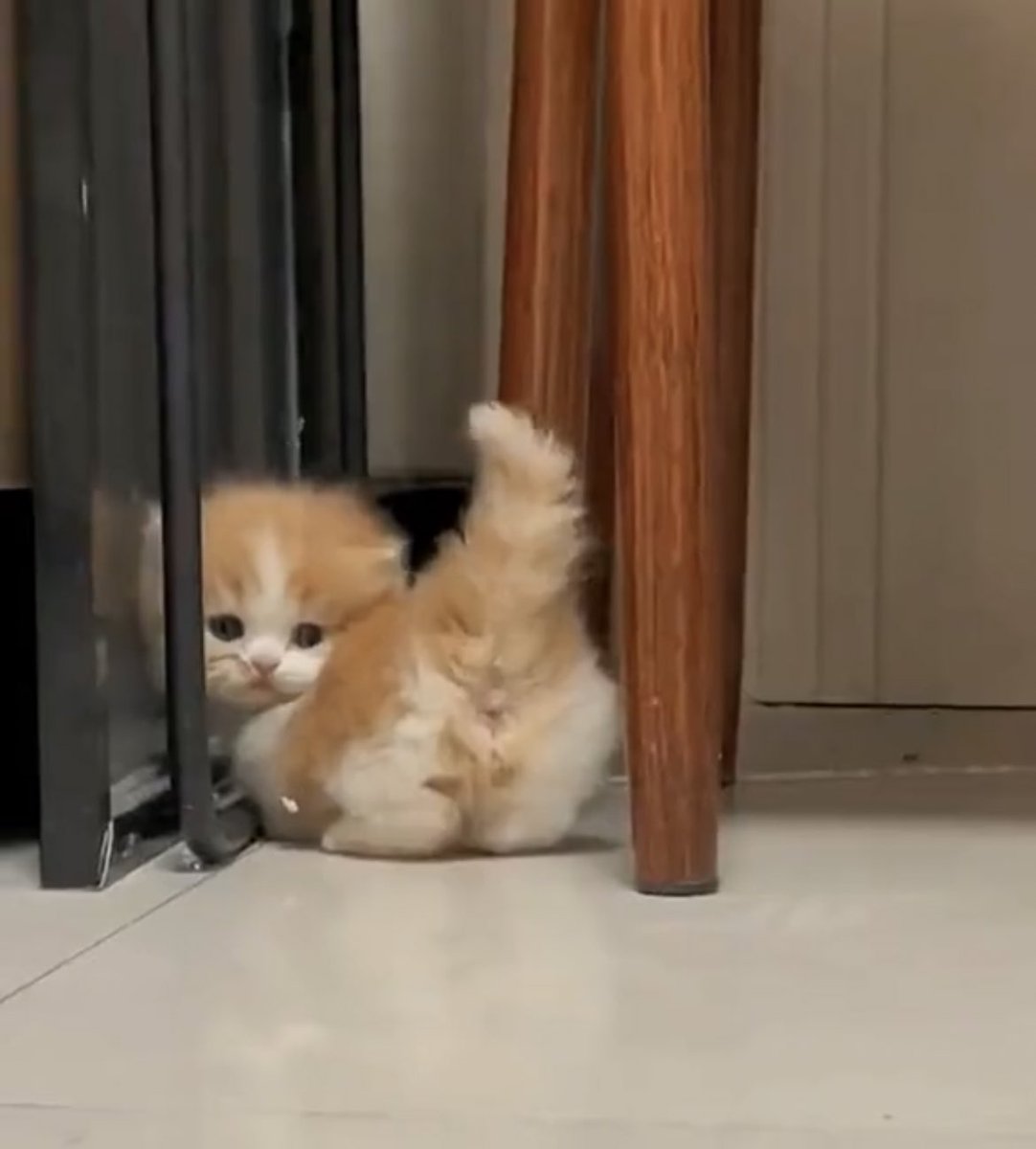 Jullybabycat's tweet photo. https://t.co/i78uboWTr5