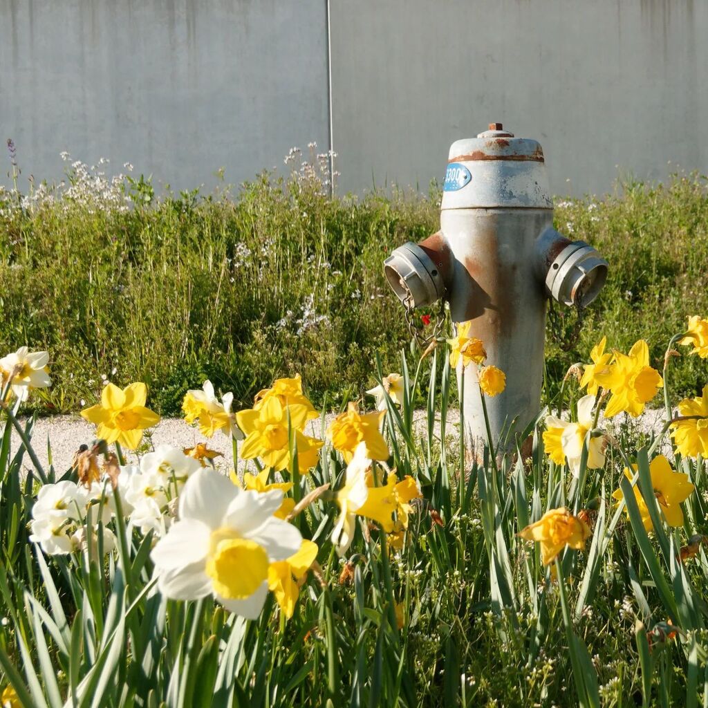Printemps
.
#martiensdefer #springflowers #epflcampus
.
Oui nous sommes vendredi,  le jour des Martiens de fer ! instagr.am/p/CrSSRxAIFs1/