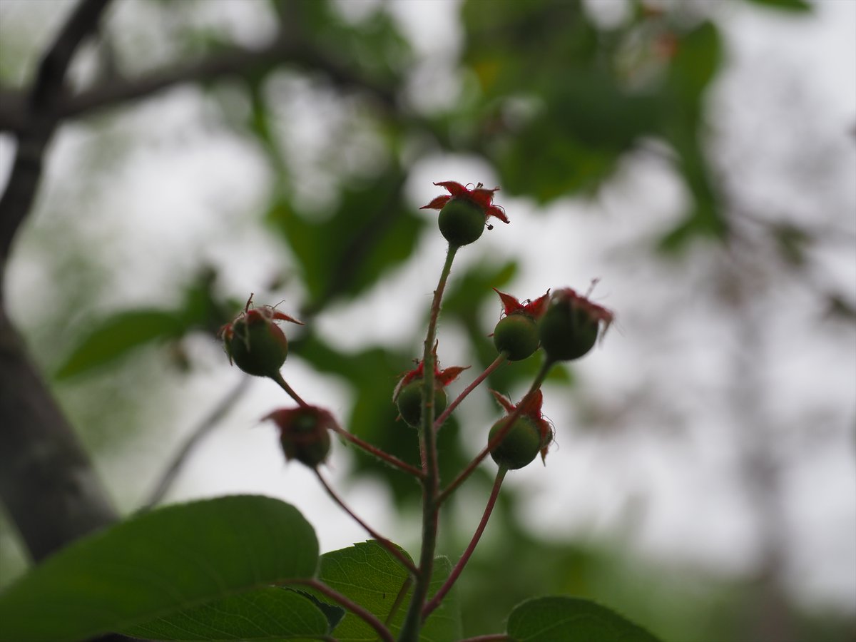 juneberry - Search / X juneberry - Search / X