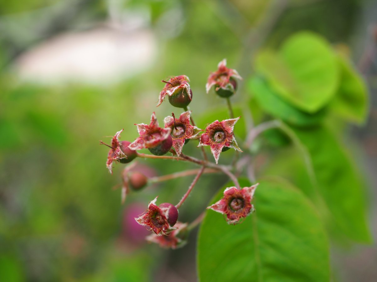 juneberry - Search / X juneberry - Search / X