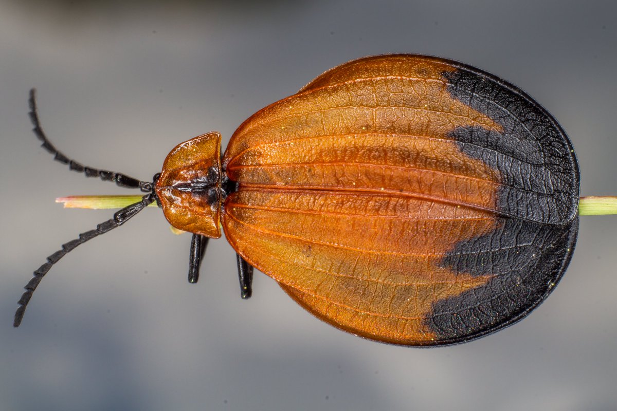 I was nominated by <a href="/paulobuna/">Paul Obuna</a> to post one of my art, and to nominate another artist to do likewise on their timeline. 
I nominate <a href="/artistmchoraji/">MARTIN NGUGI #ART #Art-preneur #Entrepreneur</a>   

Lycidae are a family in the beetle order Coleoptera, members called Net-winged beetles.  

Day 9/10 - Syokimau, Machakos County.