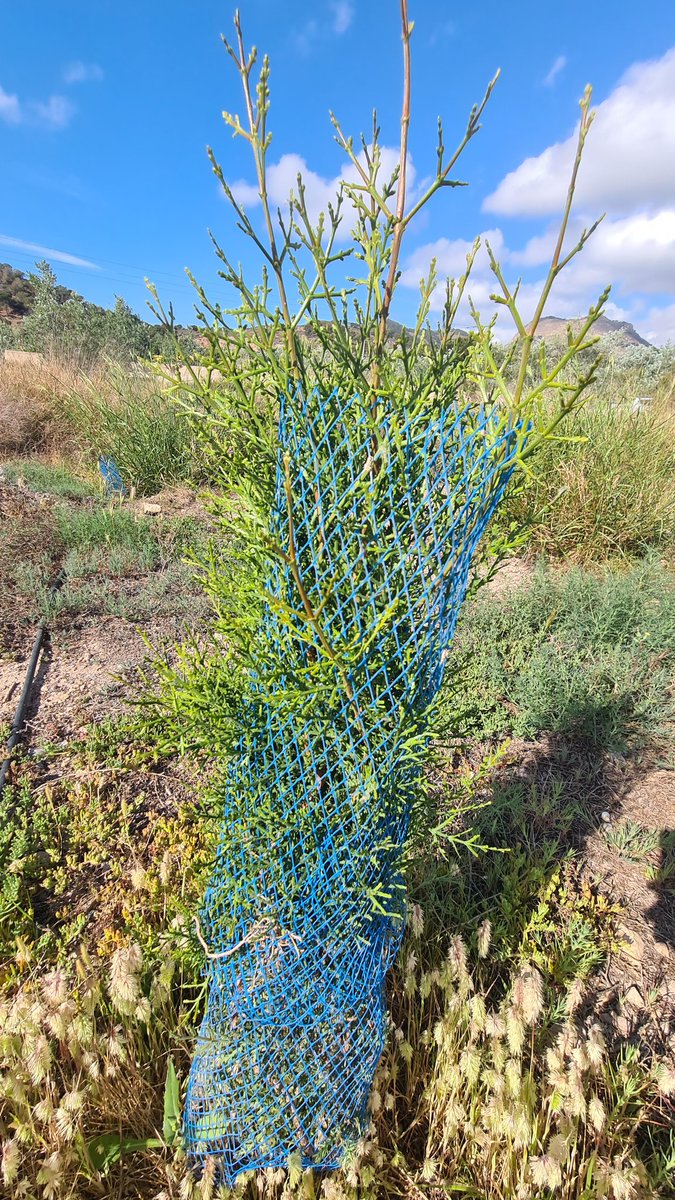 creect1's tweet photo. Ante uno de los peores periodos de sequía que recordamos os traemos las reconfortantes imágenes de estos especímenes presentes en el 2° #Bancodesemillas que creamos hace ya 2 años en #Cartagena ¡Qué lo disfruten!
#Biodiversidad  👇 #Taray #Acebuche #Tetraclinis #PinusPinea https://t.co/xPL1bKr1Uo