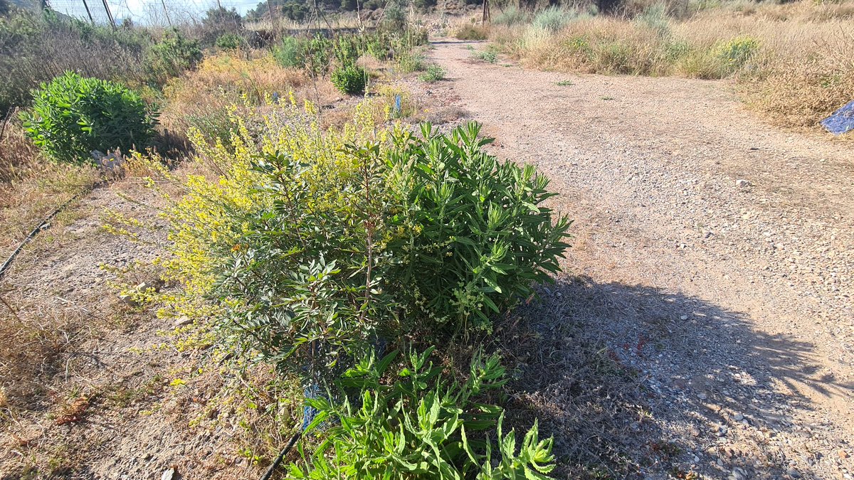 creect1's tweet photo. #Albaida #Lentisco #Lavandulastoecha #Álamo #Populusalba #Coronilla https://t.co/dMHShEaSi2