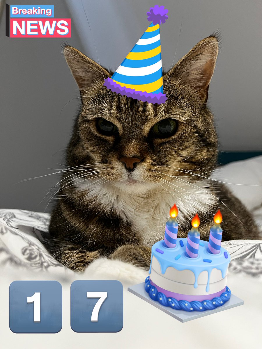 whiskobar's tweet photo. I am celebrating my 17th birthday today with an extra snooze!!! 😹😼Big purrs to all my pals - I don’t see you often now because I’m mainly asleep 😹 Headbumps all round! Now if you could just pass the special tuna…? 

#CatsOfTwitter #TabbyTroop #birthday https://t.co/qtpXozM8T1