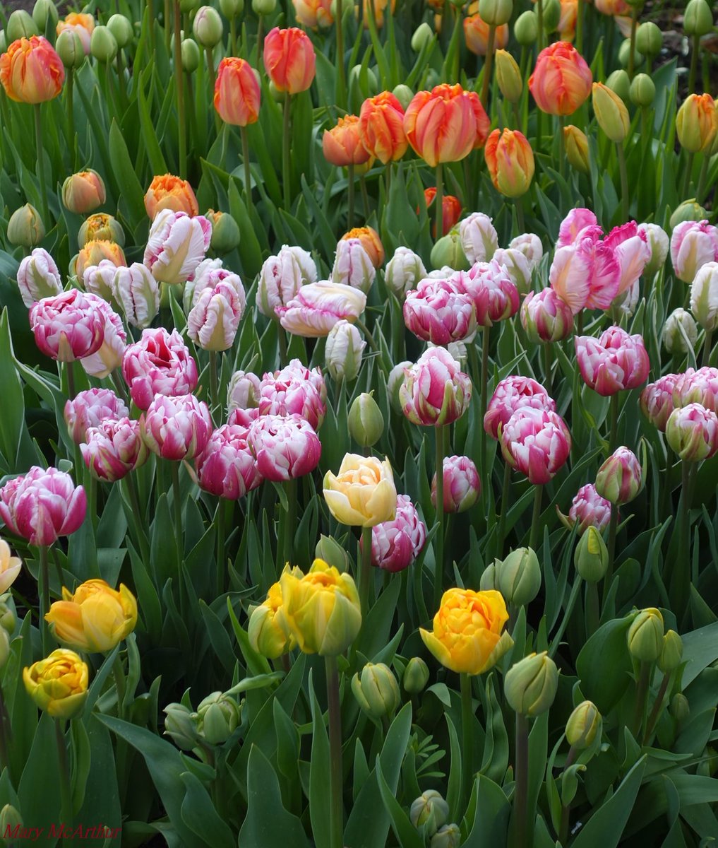 @SiKImagery #FridayFreeForAll -   Tulip time in Oak Bay, BC ~ 💗🌷
