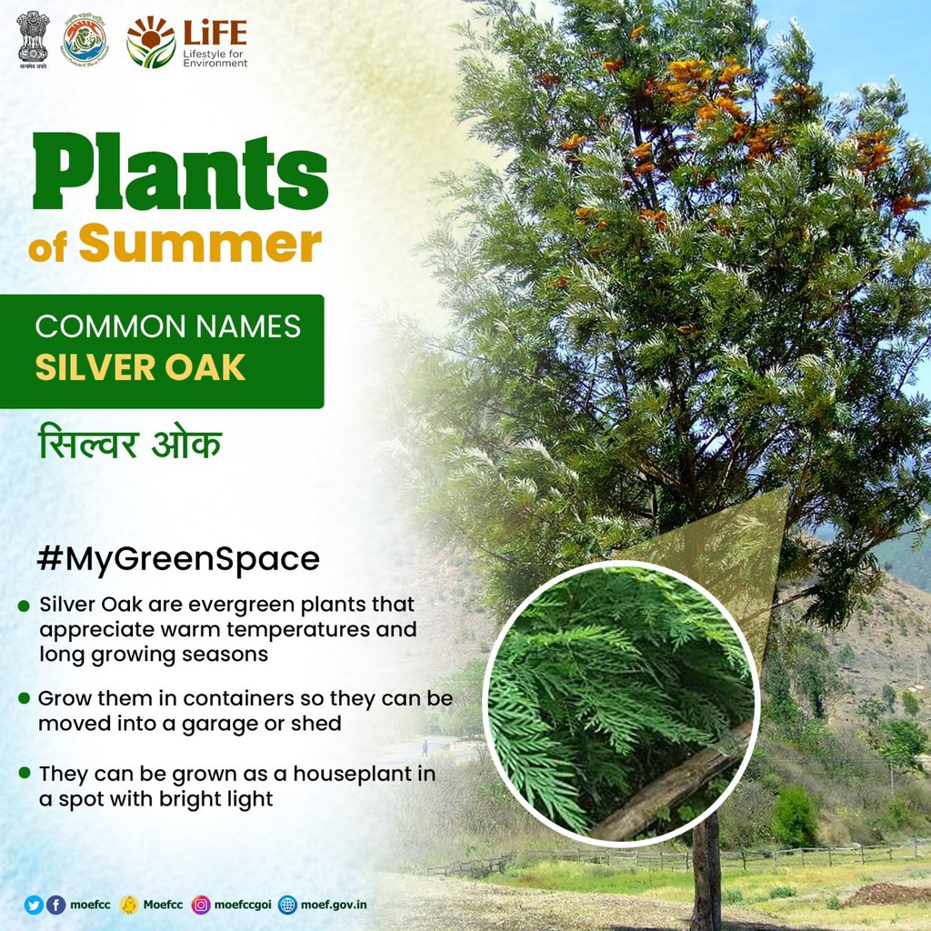 Make your summer refreshing by planting #PlantsofSummer in your indoor and outdoor spaces!
#MyGreenSpace 
#ChooseLiFE
#MissionLiFE