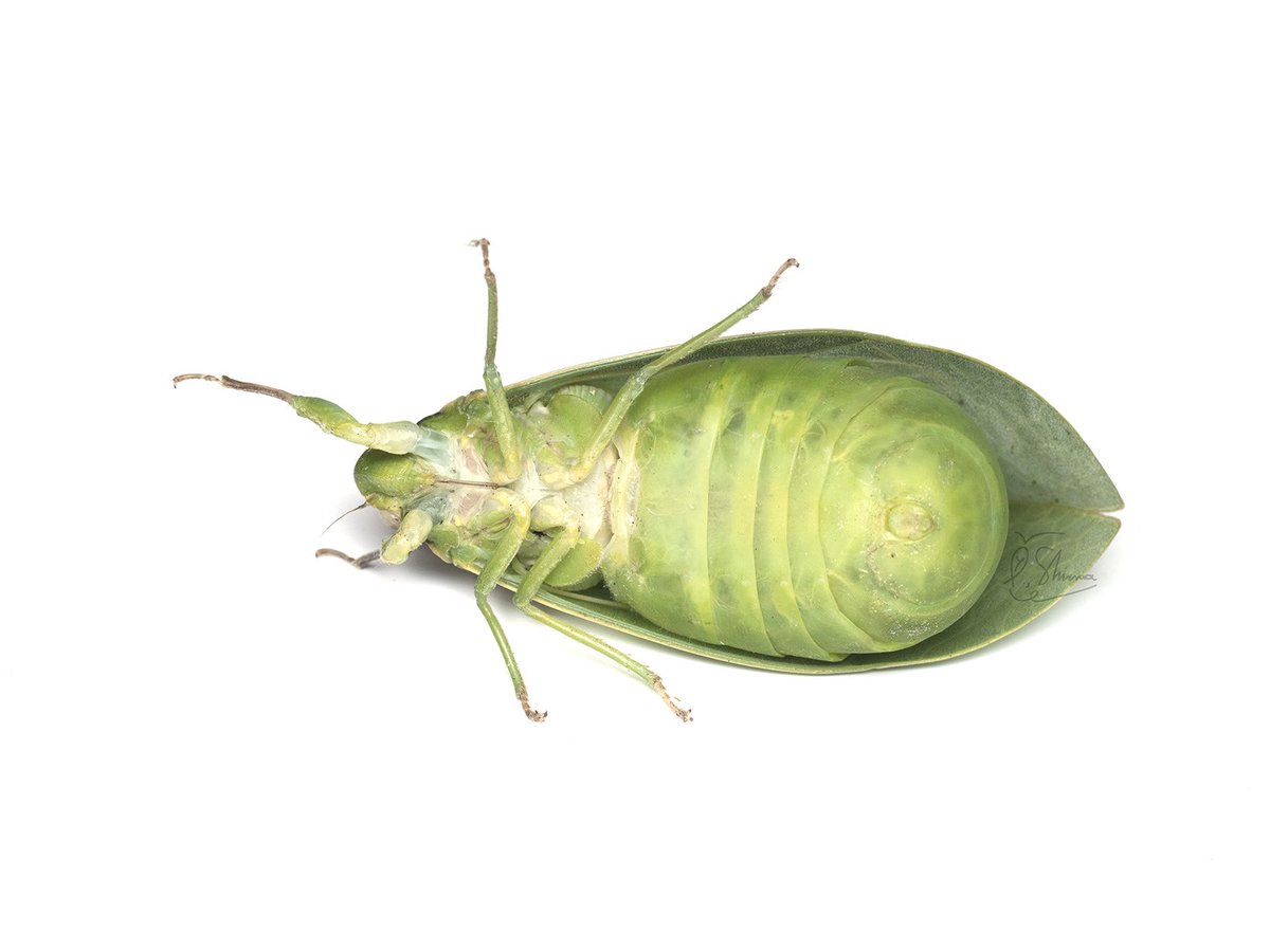 ハラブトゼミうらっかわ。

起き上がるのも大変そうな腹。虫の世界は面白い。
