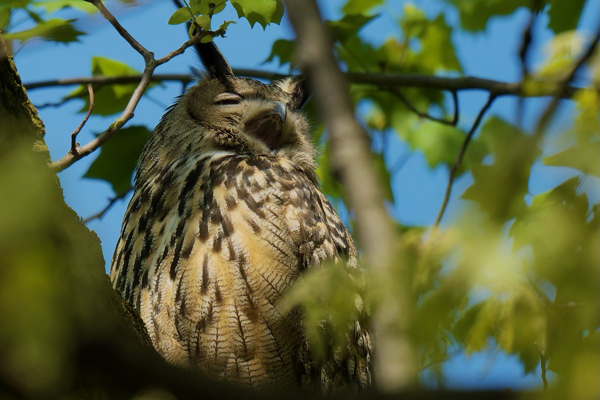 Flaco was singing 'Largo al Factotum' yesterday high up in a tree. Hope to catch an early performance today. (my instagram: jonathanlevittphotography)

#birdcpp #flacotheeurasianeagleowl #Flaco #eagleowl #forttryonflowerpower