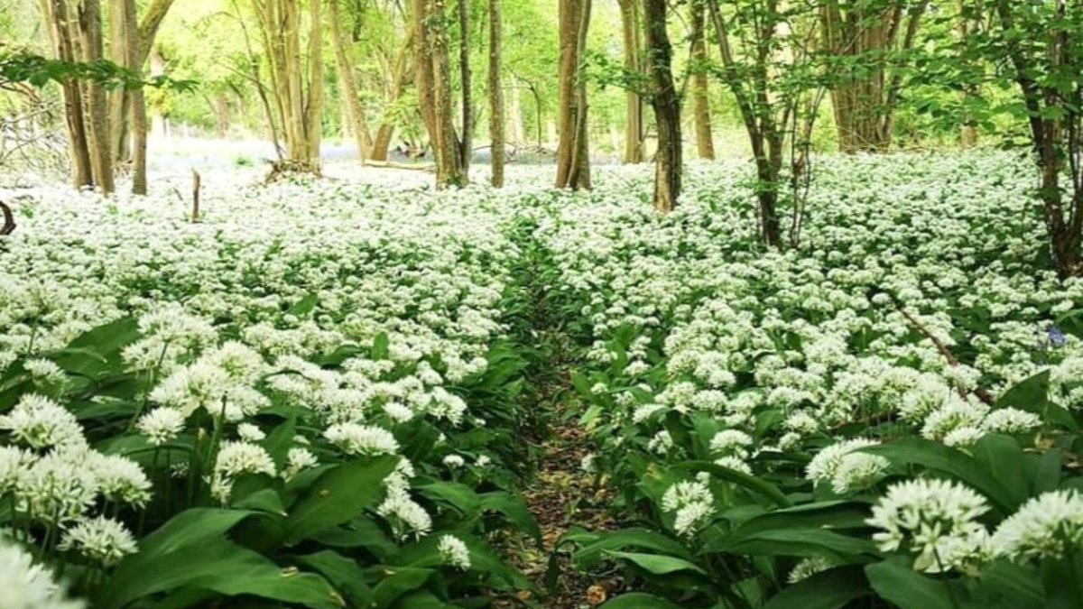 RobertsFood's tweet image. Fresh wild garlic foraged from the woods is great for adding a uniquely earthy flavour to any dish 🌱

#wildgarlic #springcooking #eatwiththeseasons