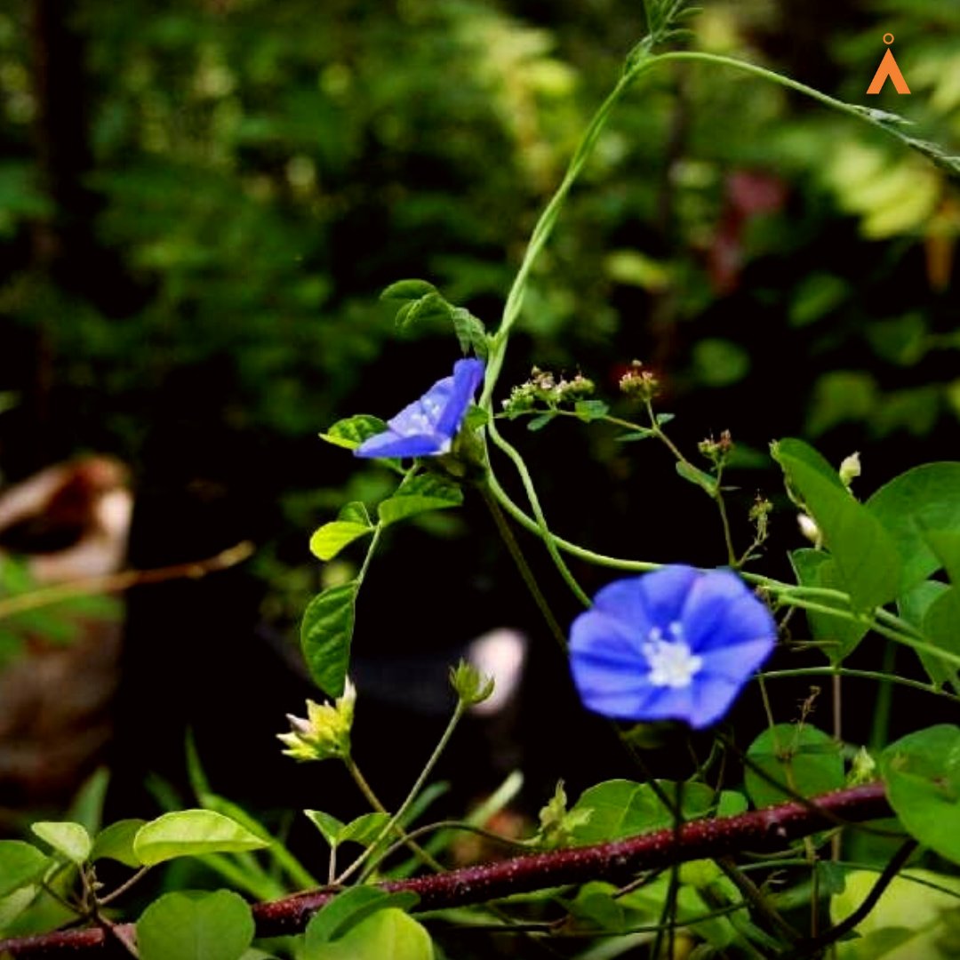 The “Japanese Morning Glory” is an inhabitant of the Agastya campus, enhancing its beauty with its presence. ✨
#flowers #campusflowers #flowerslovers #students #learning #learning #experientiallearning #experientialevents #experientialeducation #EarthDay2023 #EarthDayEveryDay