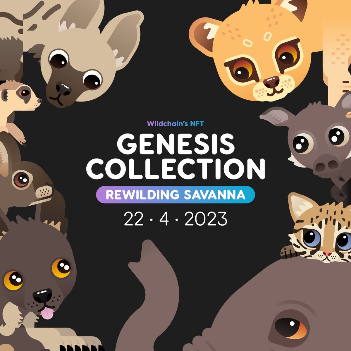 wildchainio's tweet photo. 1/3 🧵

📢 Wildchain’s NFT Genesis Collection: Rewilding Savanna is LIVE TOMORROW 🥳

✅ OFFICIAL minting link: https://t.co/NKcrRuphup

Don’t forget this is a very limited, exclusive drop as there are ONLY 8 species available! LFG! 🐘

#mintingsoon #NFTcollection #NFTcollectors https://t.co/b51h3cPBaV