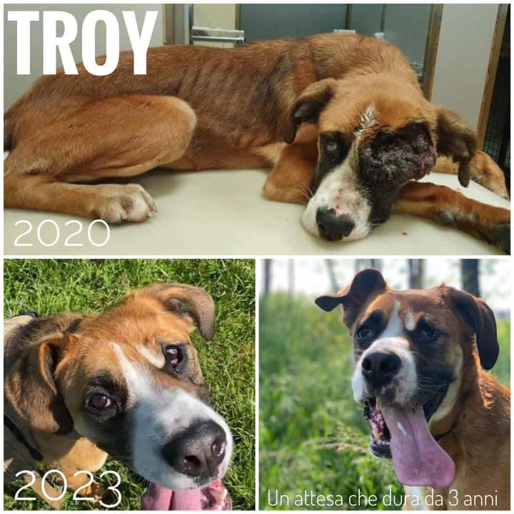 prijedoremergen's tweet photo. Troy cerca casa. Ha 3 anni.
Maschio, taglia medio grande, incrocio boxer, molto socievole con le persone, può convivere con i cani se inserito bene. No gatti e piccoli animali a causa di uno spiccato istinto predatorio.
Per info: valentina 3318257519
👇👇
https://t.co/6KNTw5YKTL https://t.co/ujSZQmQS8c