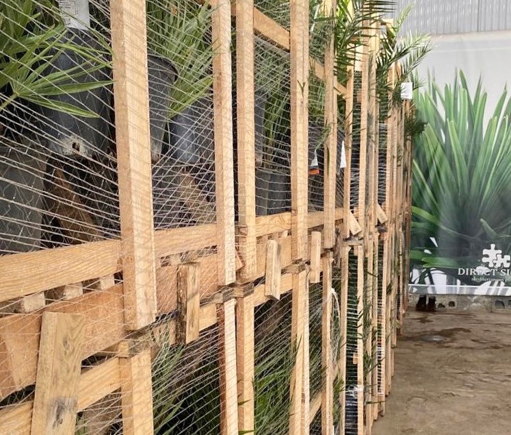 DIRECTSICILY's tweet photo. a copious load of phoenix in pallets to the north #phoenixcanariensis #directsicily #palletsofplants https://t.co/vjc538Uqov
