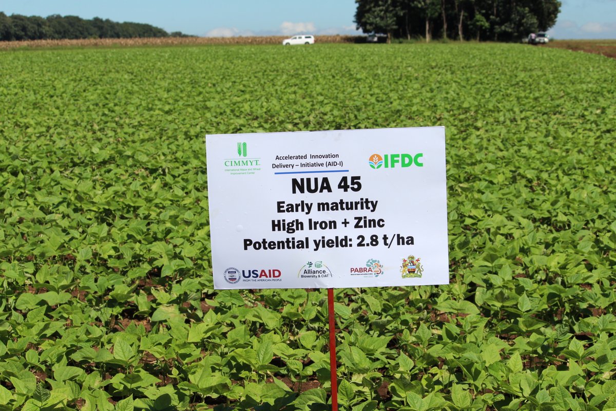 CIMMYT on Twitter "Under the USAID AIDI project, developments are