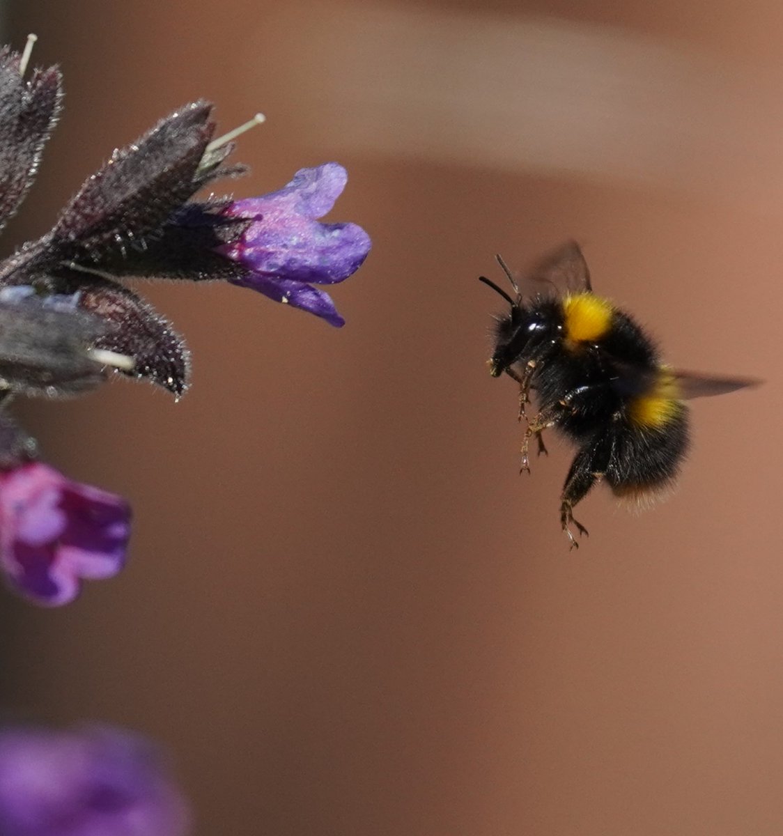 malphesius's tweet photo. Morning folks.
Buzzing into Friday like a boss 🐝
#TwitterNatureCommunity #beesforlife #BBCWildlifePOTD 
#ShareYourWildIsles https://t.co/ImRFRzVp2A