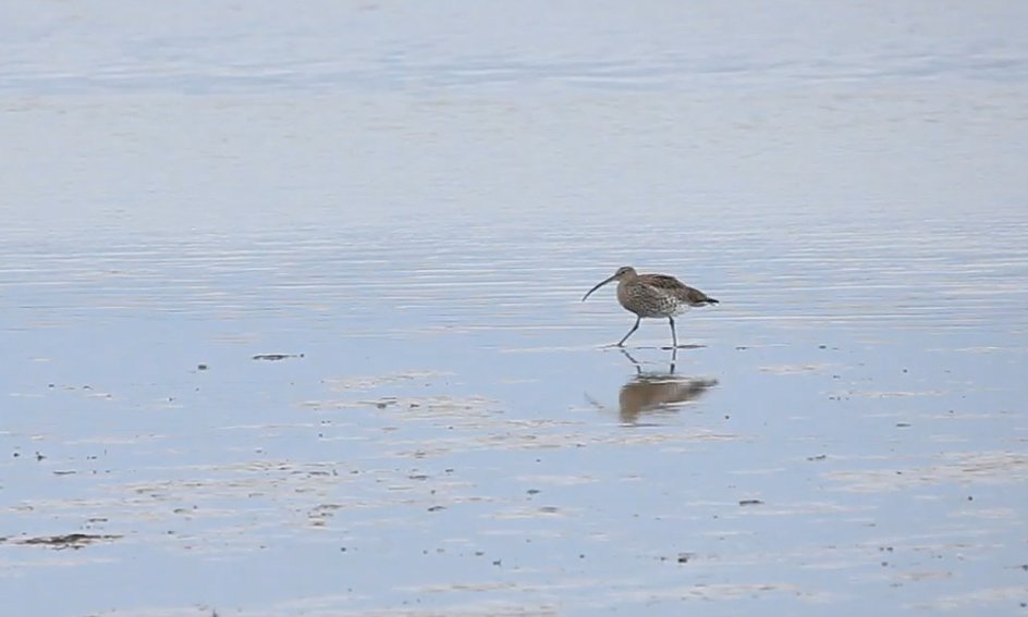 It's World Curlew Day. 

Here's a short article I wrote about their decline in Ireland, and some of our findings from <a href="/ECHOESproj/">ECHOES project</a>  for <a href="/RTEBrainstorm/">RTÉ Brainstorm</a> 

Next time you're at the coast, see if you can spot one of our most vulnerable birds...

rte.ie/brainstorm/202…