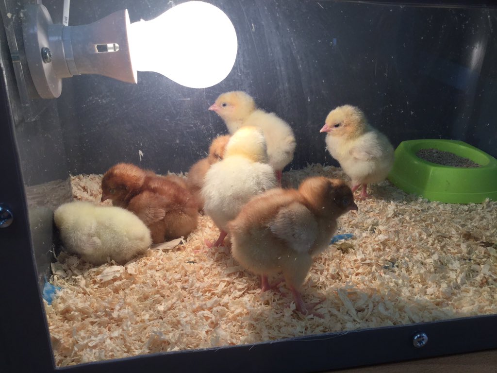 8 chicks are settling into their new home. 🐥🐣