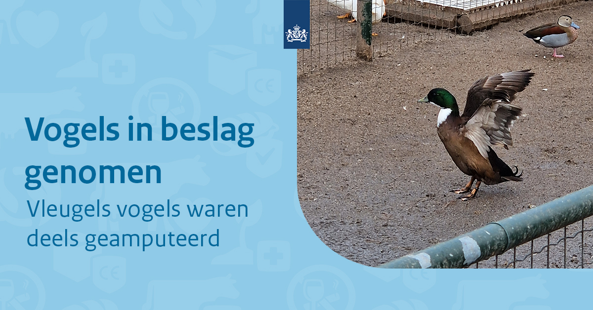 Elisabeth 🇮🇹🤝🇳🇱 Ἐλισάβετ on Twitter "RT _NVWA Woensdag namen we zo’n 350 eenden, ganzen en 1