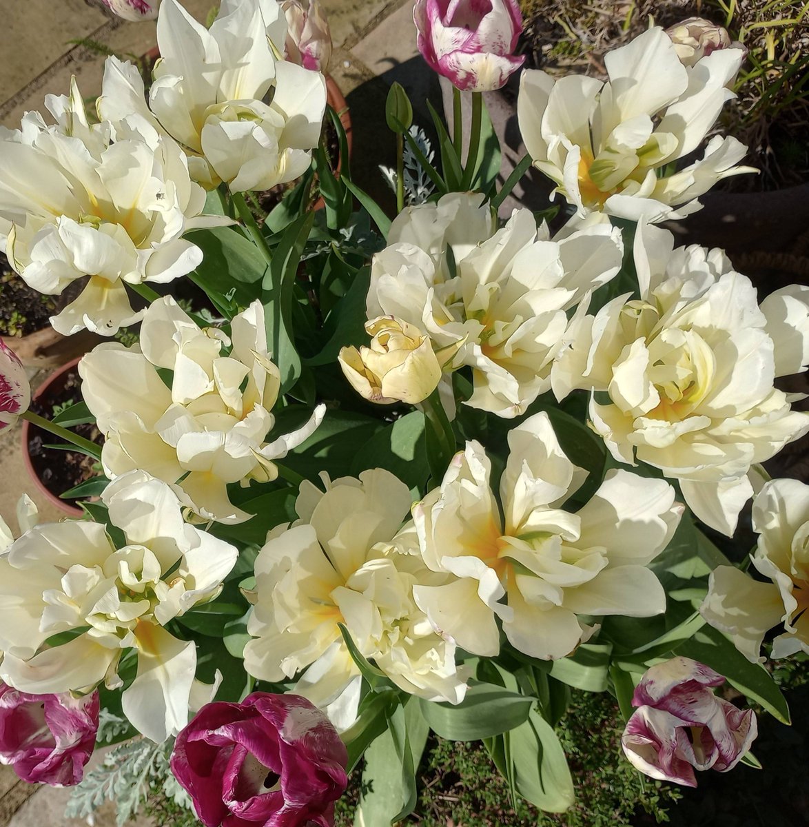 Very pleased with these slightly mad tulips! #springbulbs #springgarden #gardening