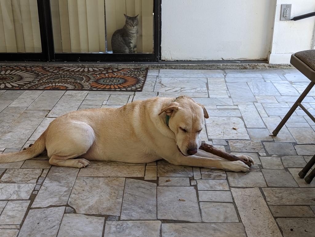 DogsRAngels1's tweet photo. If I just close my eyes 👀 and go to my happy 😊 place, there's no cat 🐈 there.  #FridayVibes  #dogsoftwitter https://t.co/rm5WQ72moV