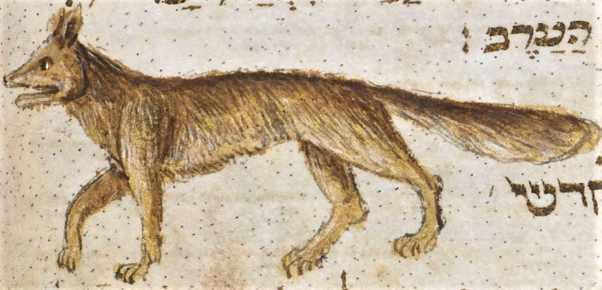 BL_HebrewMSS's tweet photo. This handsome image of a wolf (or according to some a fox) is taken from the same Italian prayer book featured in the previous Tweet #LetGetDigital #HebrewProject #Animals #wolf
https://t.co/HvI0I3YzBr https://t.co/hRZlHpHI5e