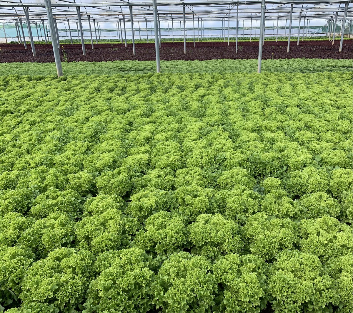 It maybe wet and dull outdoors today but in our greenhouses it’s full of colour and dry. #spring #lettuce #farming #agriculture #pakchoi #britishfarming #britishproduce #saladshortages #buybritish