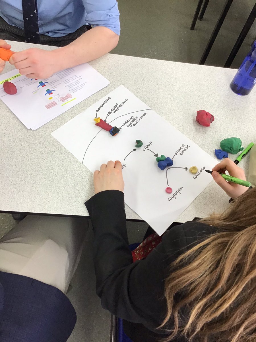 ExSchBio's tweet photo. #GWITT @ExeterSchoolUK U6 biologists getting to grips with modelling…but what are they learning about? #scienceteacher  #chatbiology #ASEChat https://t.co/5eMmAnohxw