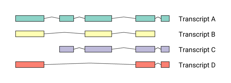 Some rough-around-the-edges Python code that we wrote to draw out the exon structures of transcripts. We were using it to show transcripts assembled by Stringtie2. Contributions welcome! #bioinformatics #datascience

github.com/sandyjmacdonal…