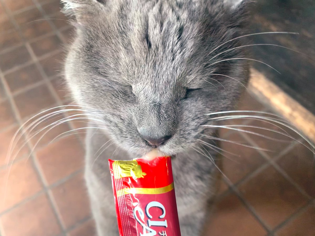 ittamue's tweet photo. 「おいしい」って言ってる🐈‍⬛ https://t.co/7ApfXlggTc