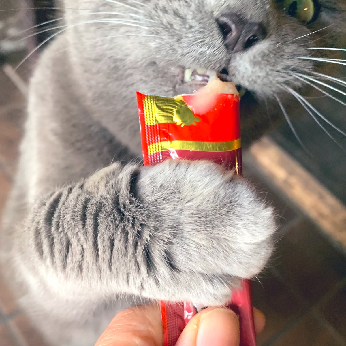 「おいしい」って言ってる🐈‍⬛